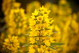 Lysimachia Punctata Reykjavik, Iceland