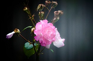 Kristi-Marstrand20160813-180940X.jpg
