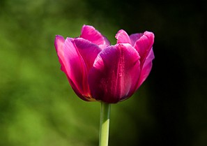 Botanical Garden, Gothenburg, Sweden