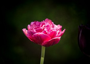 Botanical Garden, Gothenburg, Sweden