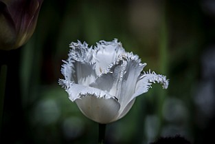 Niloo-Guld-Botan20170523-160227XF
