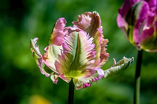 Niloo-Guld-Botan20170523-160322XF
