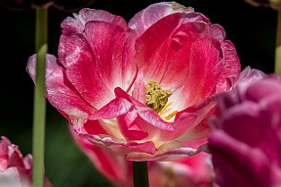 Niloo-Guld-Botan20170523-160512XF