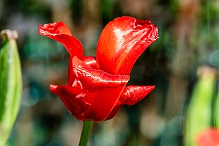 Niloo-Guld-Botan20170523-160729XF