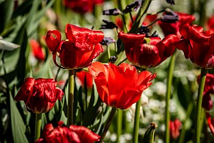 Niloo-Guld-Botan20170523-160811XF