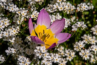 Niloo-Guld-Botan20170523-161110XF