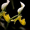 Orchid-Botaniska20110813-154218.JPG