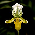 Orchid-Botaniska20110813-154250.JPG