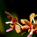Orchid-Botaniska20110813-154720.JPG