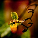 Orchid-Botaniska20110813-155320_01.JPG