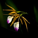 Orchid-Botaniska20110813-155742.JPG