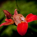 Orchid-Botaniska20110813-160756_01.JPG