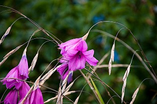 UK, Scotland