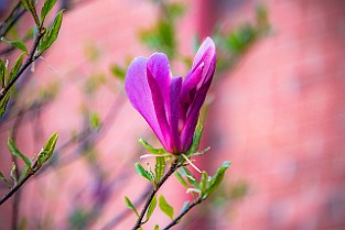 Spring-Mandol-Tram20210518-164529XF