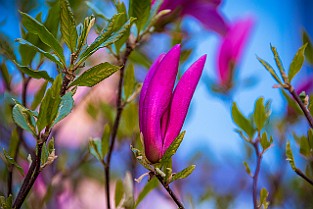 Spring-Mandol-Tram20210518-164618XF