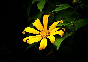 Asteraceae Korgblommiga växter Sri Lanka