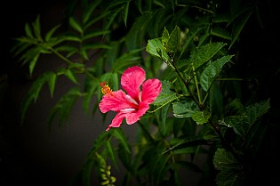 Hibiscus, Malvales Hibiskus Sri Lanka