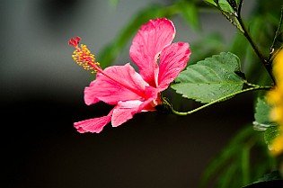 Hibiscus, Malvales Hibiskus Sri Lanka
