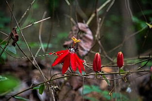 Red Passion Flower, Passiflora Chiang Rai, Thailand