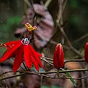 Red Passion Flower, Passiflora Chiang Rai, Thailand