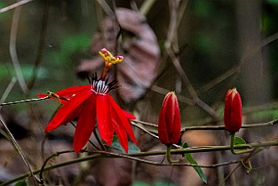 Red Passion Flower, Passiflora Chiang Rai, Thailand