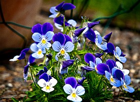 Viola, Sweden Pansy, Viola, Pensé, Angered, Sweden