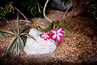 UAE-Dubai20120922-160845.JPG
