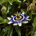 Blue Passion Flower, Passiflora Cardiff, Wales, UK