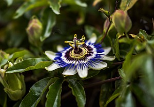Blue Passion Flower, Passiflora Cardiff, Wales, UK