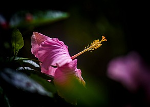Hibiscus, Malvales Hibiskus Cardiff, Wales, UK