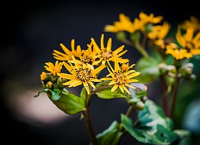 Asteraceae, Ligularia dentata Korgblommiga växter Cardiff, UK