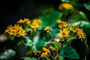 Asteraceae, Ligularia dentata Korgblommiga växter Cardiff, UK