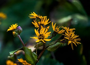 Asteraceae, Ligularia dentata Korgblommiga växter Cardiff, UK