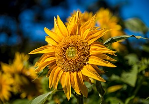 Helianthus, Sunflower Solros Vietnam