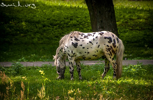 Horse Brest, Belarus