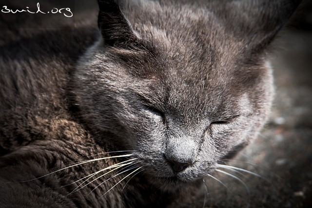 Cat Beatbox Beatbox, Fegen, Halland, Sweden