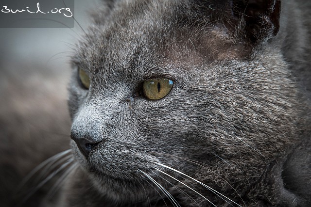 Cat Beatbox Beatbox, Fegen, Halland, Sweden