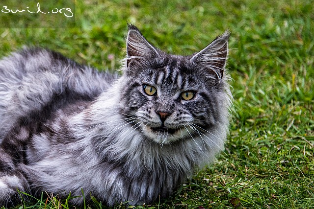 Cat Lille Lille in Gotland, Sweden Listegård