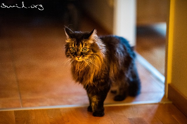 Cat Milo Milo in Åketorp, Sweden He is now 17 y/o