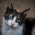 Cat Street cat in Constantine, Algeria