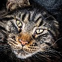 Cat Katten