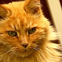 Cat Lion