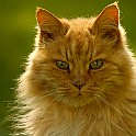 Cat Lion