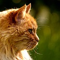 Cat Lion