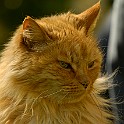 Cat Lion