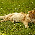 Cat Lion